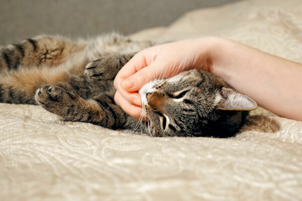 Cat in bed receiving affection