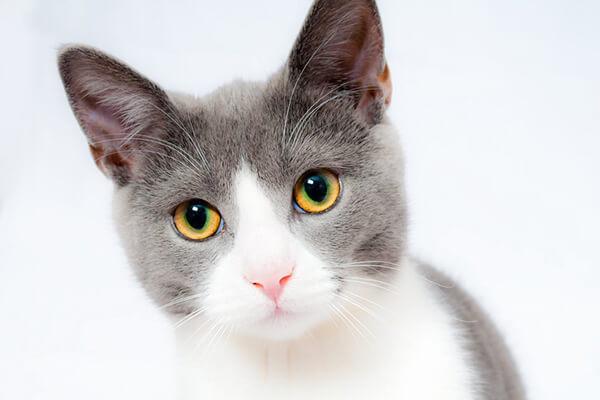 Grey and white cat staring with yellow eyes wide open