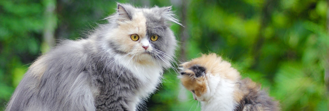 A cat and a kitten sat outside