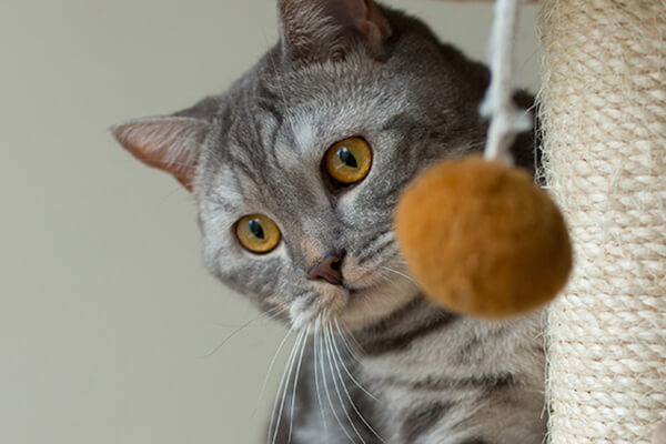 A guide to stop cats scratching the carpet mobile