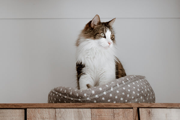 A Guide to Moving House With A Cat & Settling In mobile