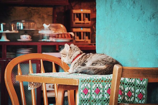 fluffy tabby cat lying on kitchen table