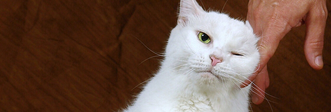 White cat standing with one eye closed as person strokes the side of their face