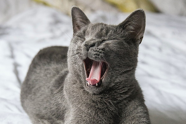 Grey cat laying on the bed and yawning