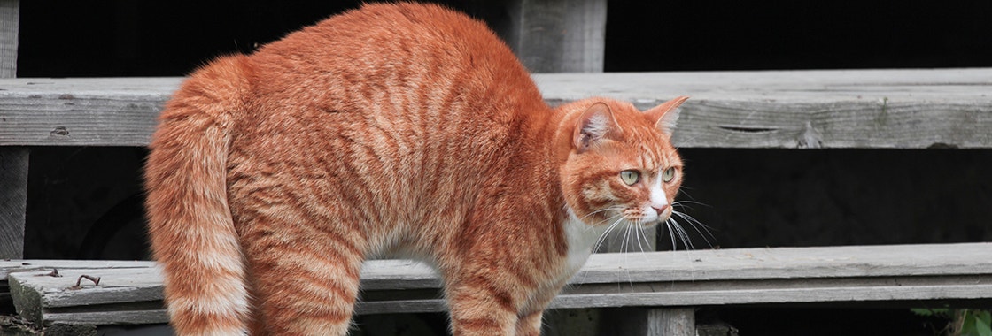 Redhaired cat arches his back on wood stairs.