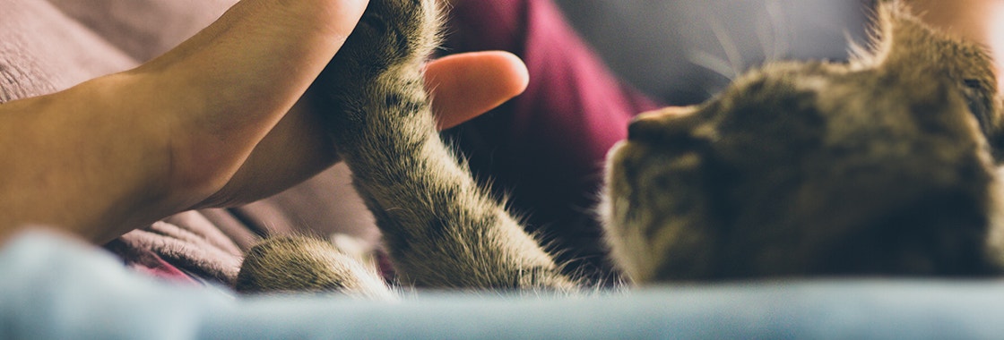 Side angle of cat putting its paw on a woman's hand