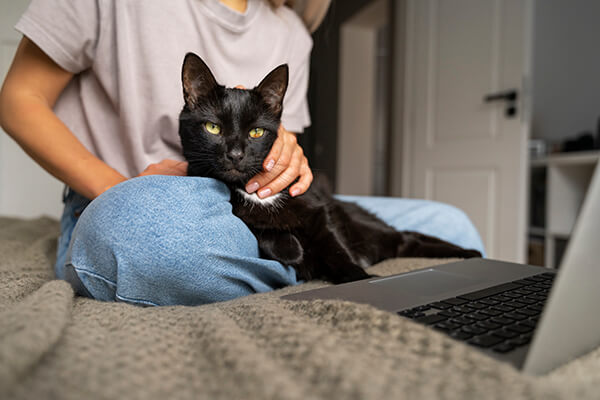 Black cat sat in owner's lap on the bed, with laptop in front