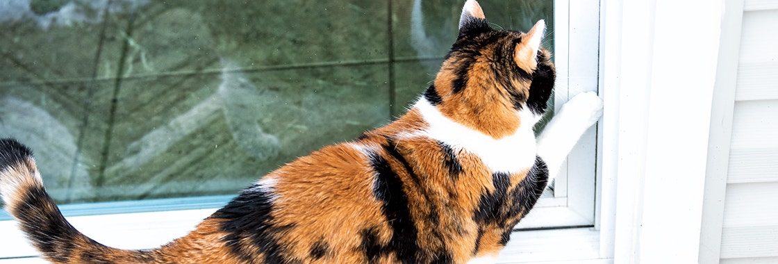 Ginger, black and white cat scratching at patio door