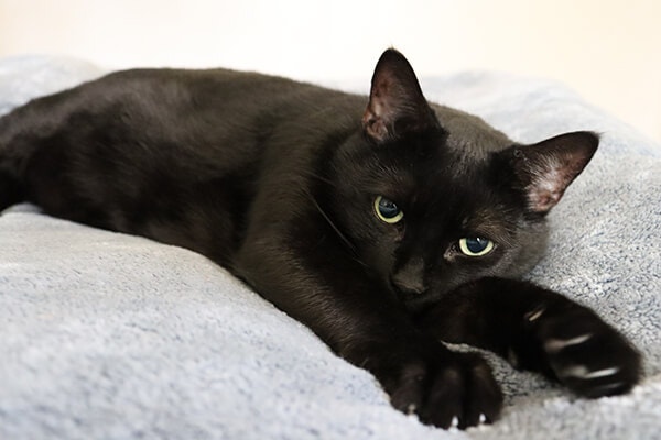 Why do cats knead? Black cat kneading on a grey bed.