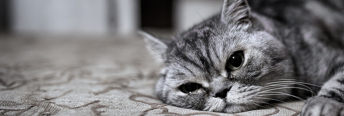 Sad Cat Crying