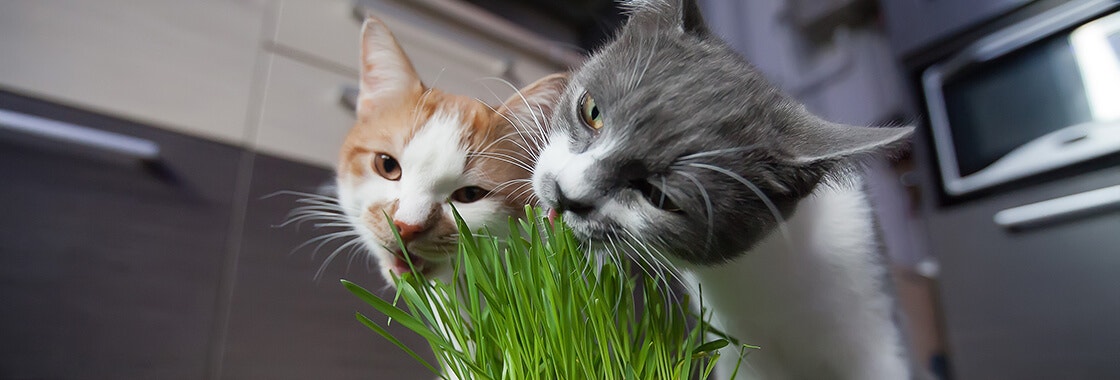 Cats eating grass directly from the pot
