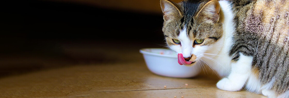Cat eating next to a food bowl