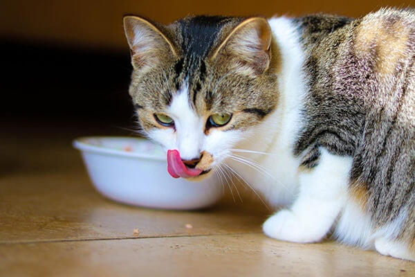 Cat eating next to a food bowl