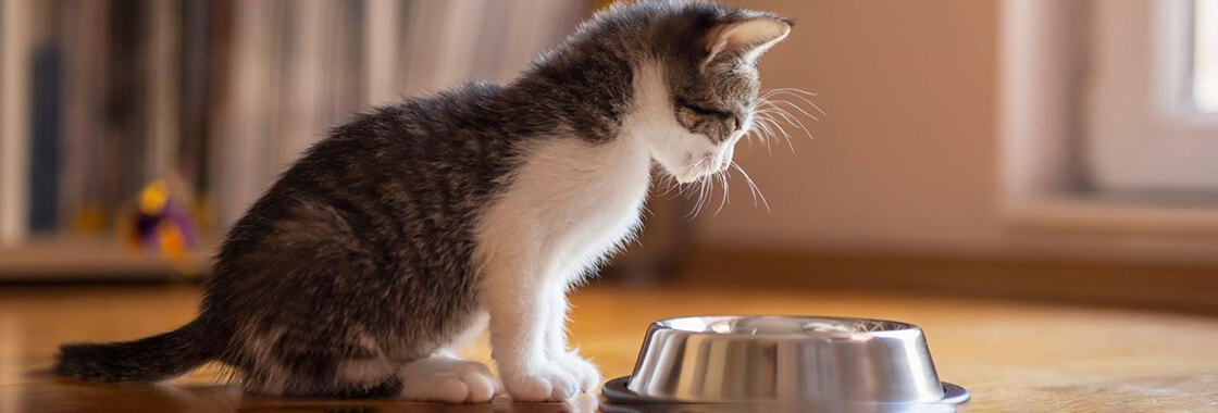 Kitten staring to the food bowl