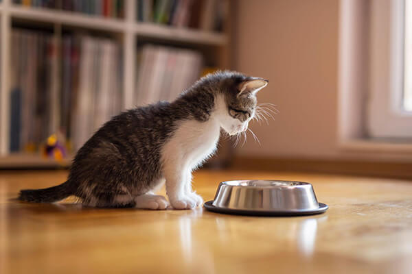 Kitten staring to the food bowl