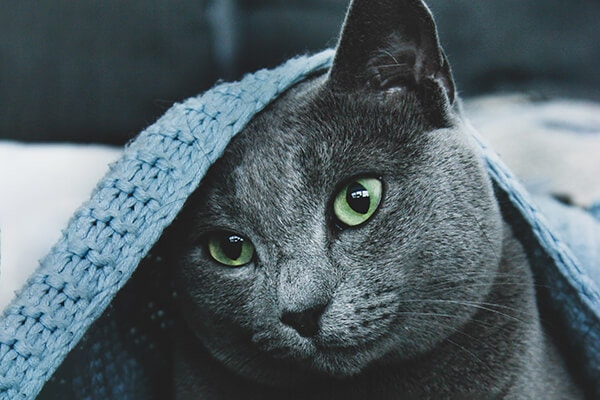 Grey cat under the blanket