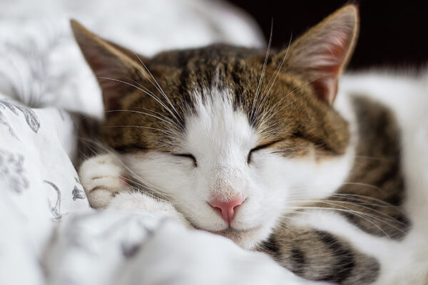 Cat snoring: What every pet owner should know mobile