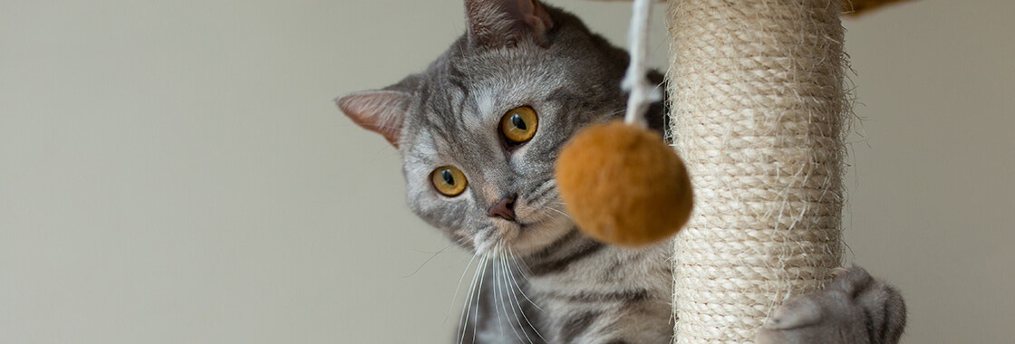 A guide to stop cats scratching the carpet desktop