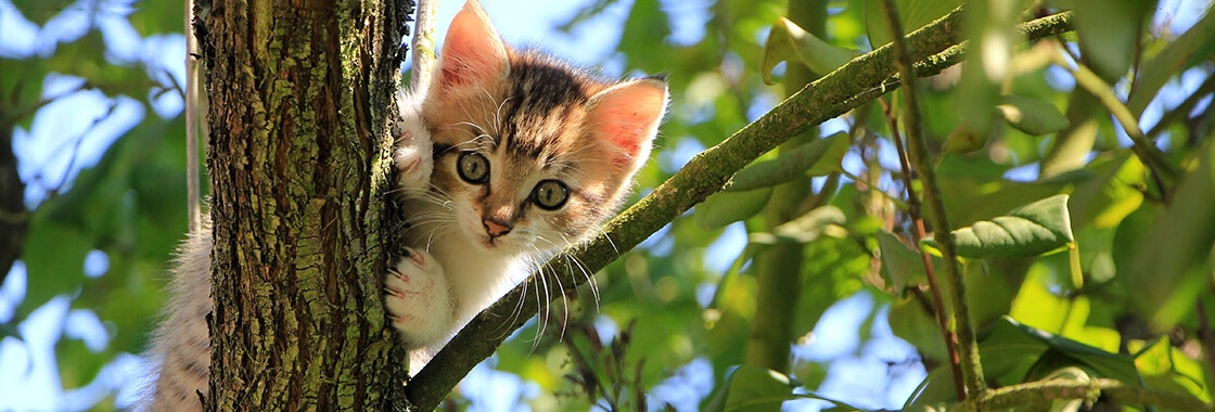 How to find a lost cat & bring them home safe desktop