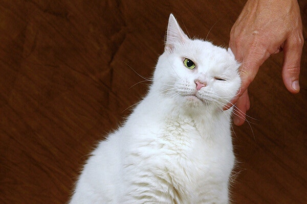 White cat standing with one eye closed as person strokes the side of their face