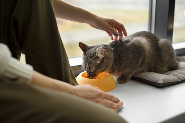 Cat eating from yellow bowl on the windowsill, next to its owner