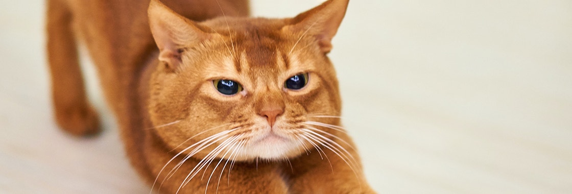 Ginger cat stretching on the floor
