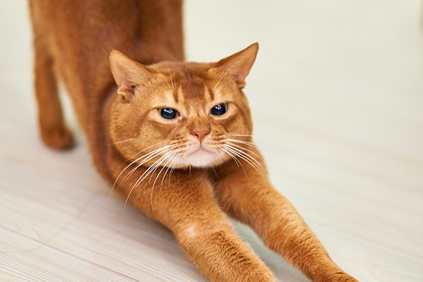 Ginger cat stretching on the floor