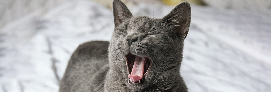Grey cat laying on the bed and yawning