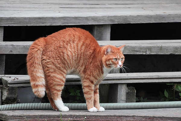 Redhaired cat arches his back on wood stairs.