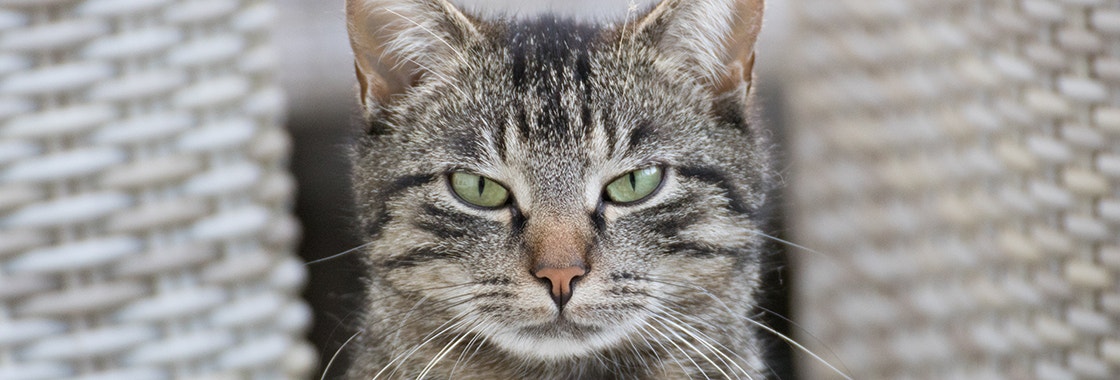 Tabby cat with angry expression looking into camera