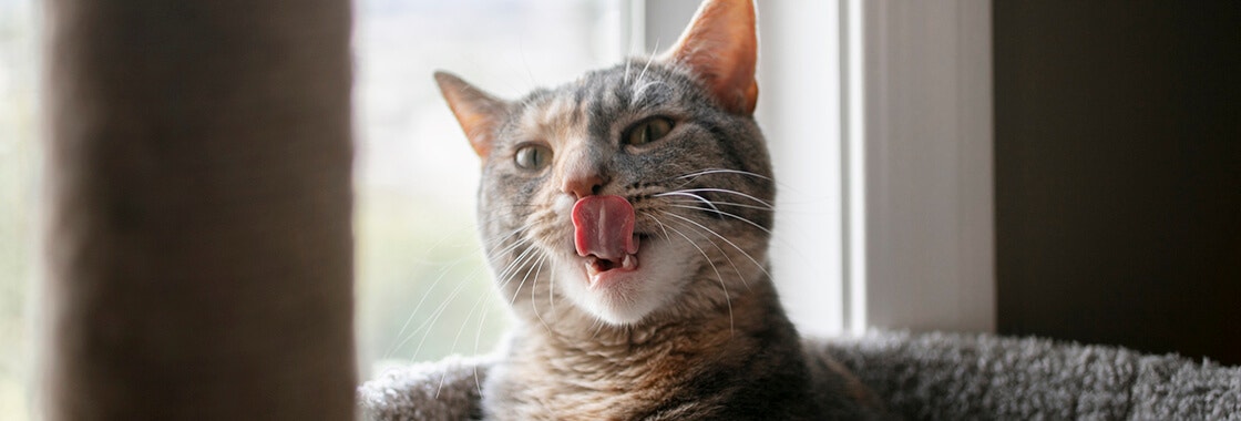 Cat sat in window licking its face
