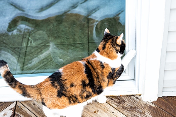 Ginger, black and white cat scratching at patio door