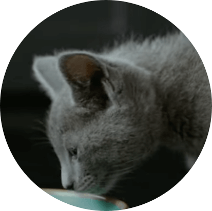 cat 1