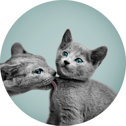 cat 2