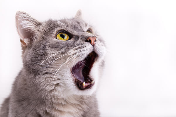 Why do cats meow? Grey cat meows.