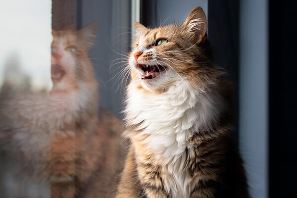 Cat sitting on windowsill while vocalising with mouth wide open.
