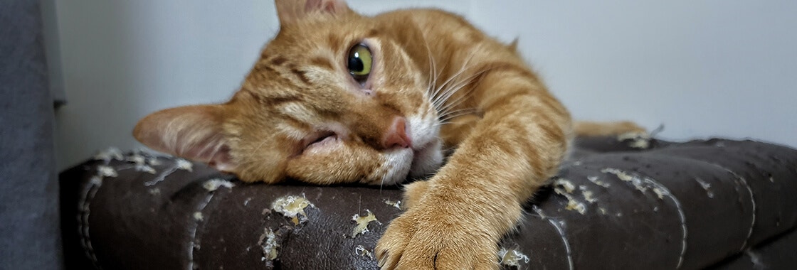 Close up orange cat's paw who lying on cat scratched damaged brown leather sofa.