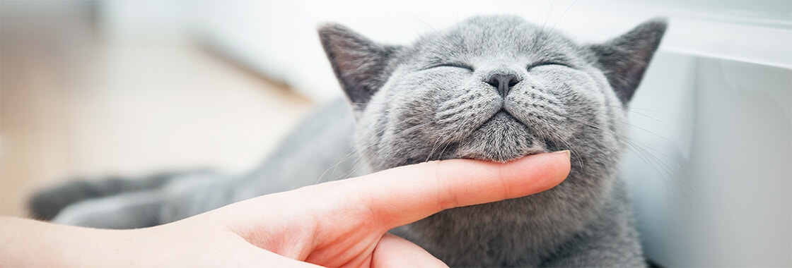 Happy kitten likes being stroked