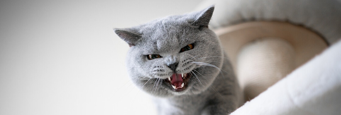 Blue British shorthair cat looking down while hissing and showing teeth.