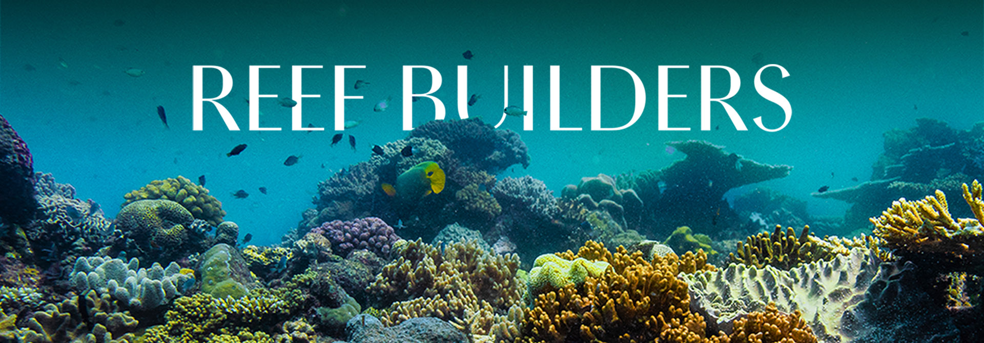 Coral Reef Restoration