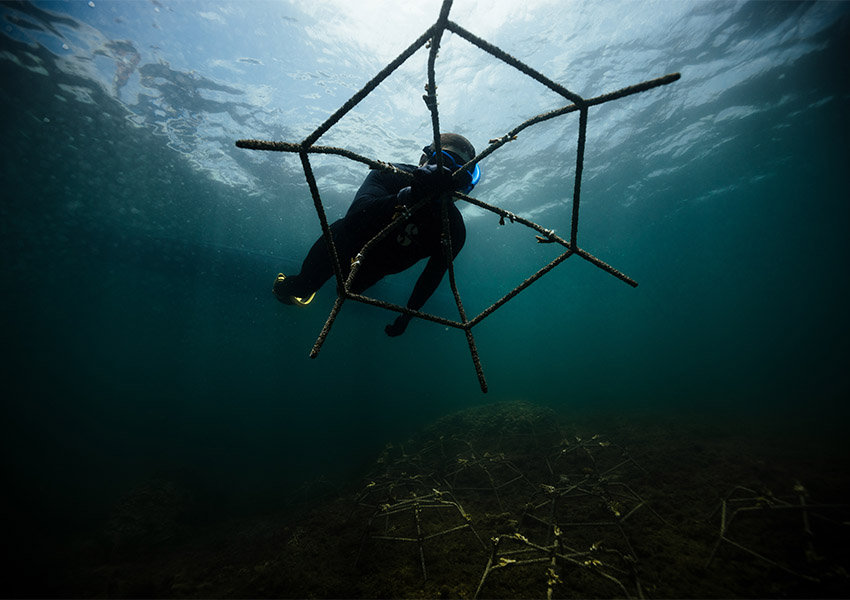 reef diver
