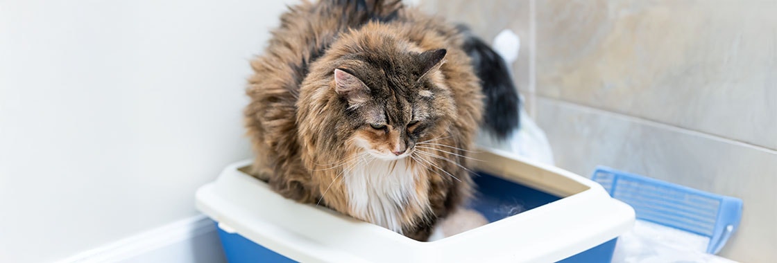 cat sitting in a litter tray