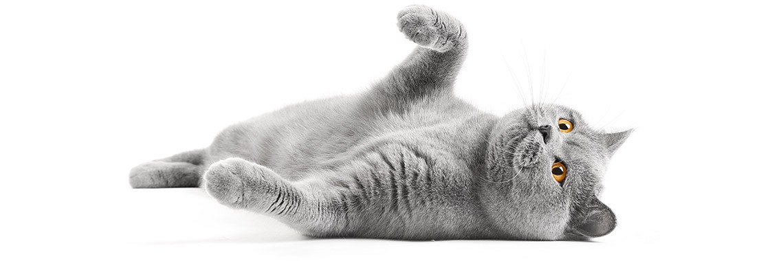 Satisfied British cat lies on a white background with a raised paw.