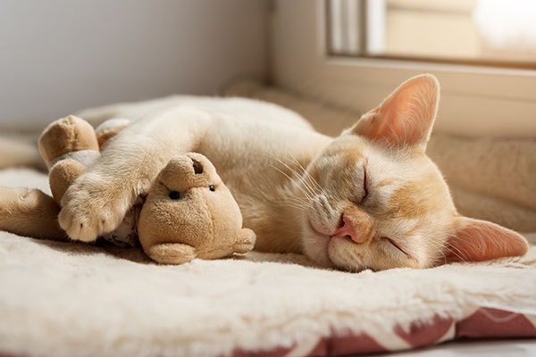 a kitten asleep cuddling a teddy bear