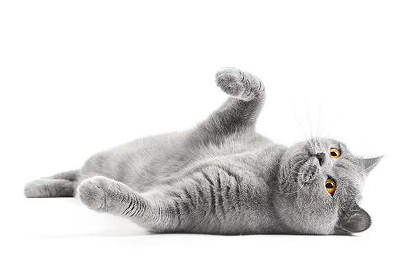 Satisfied British cat lies on a white background with a raised paw.