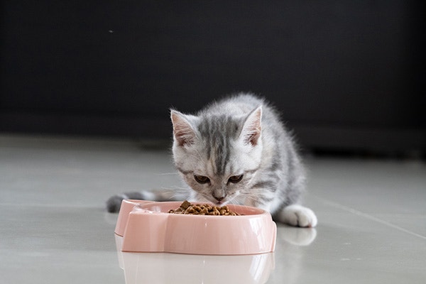 Adorable kitten eating dry cat food from a small bowl
