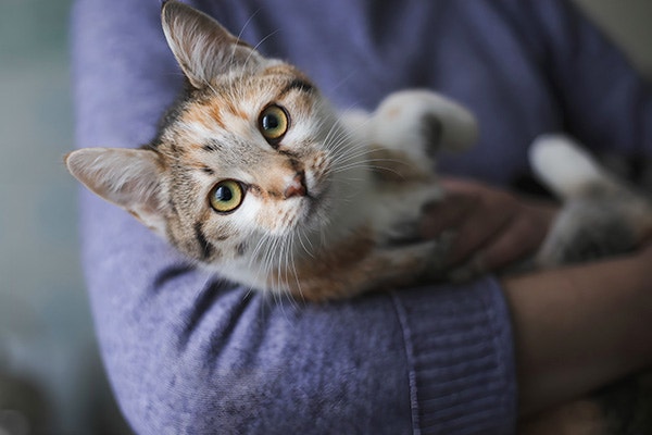 Cat Owner holds an affectionate cat in their arms