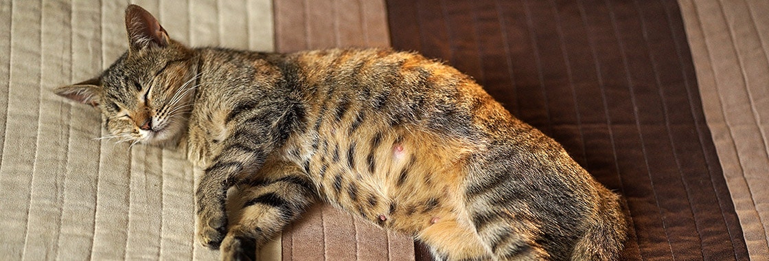 A pregnant cat sleeping on a bed
