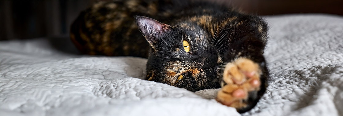 a tortoiseshell cat lying on a blanket