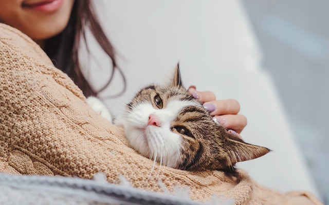 An affectionate cat being touched by a woman